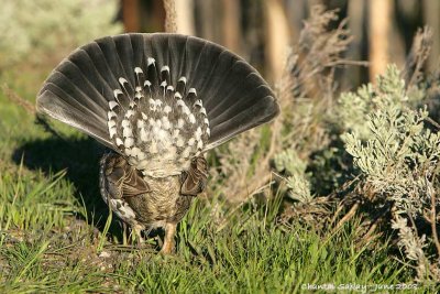 Blue Grouse