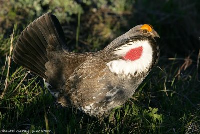 Blue Grouse