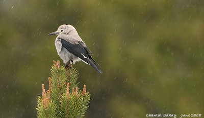 Clarks Nutcracker