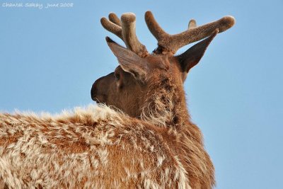 Elk in Velvet