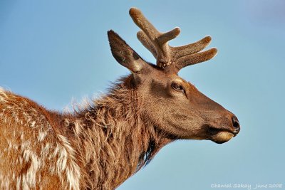 Elk in Velvet