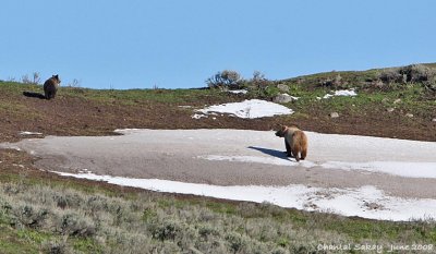 Grizzly and Cub