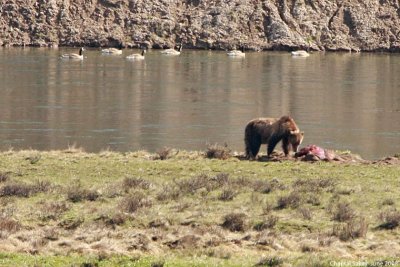 Grizzly on Carcass