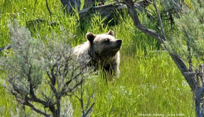 Grizzly - Lamar Valley