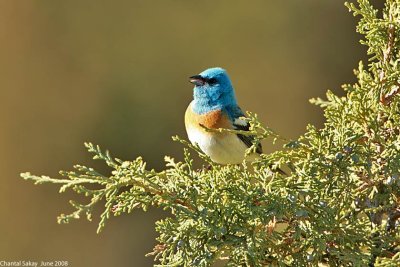 Lazuli Bunting