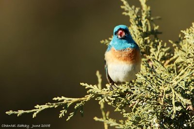 Lazuli Bunting