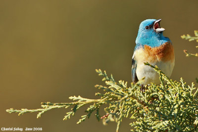 Lazuli Bunting