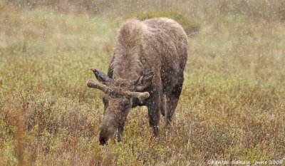 Moose in Snow - Grand Tetons