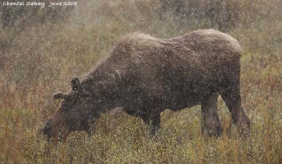 Moose in Snow - Grand Tetons