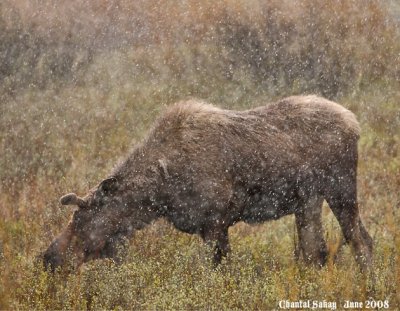 Moose in Snow - Grand Tetons