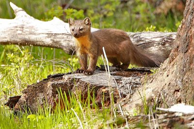 Pine Martin