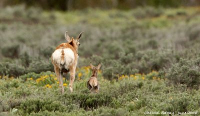 Ponghorn and Fawn