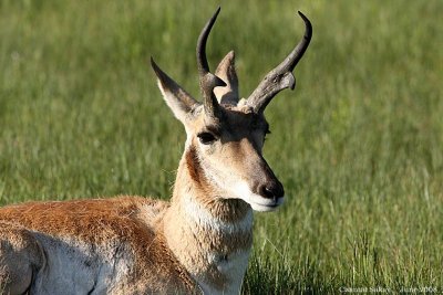 Pronghorn