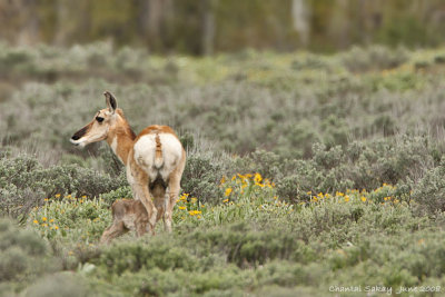 Pronghorn with Nursing Fawn