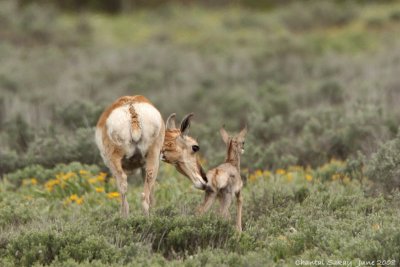 Pronghorn and Fawn