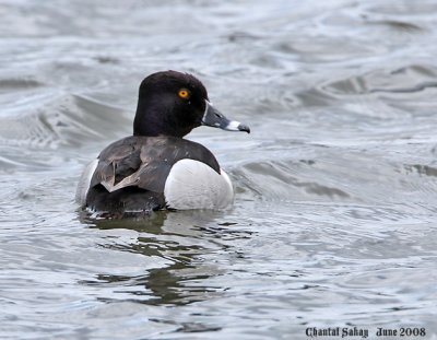 Ring-necked Duck