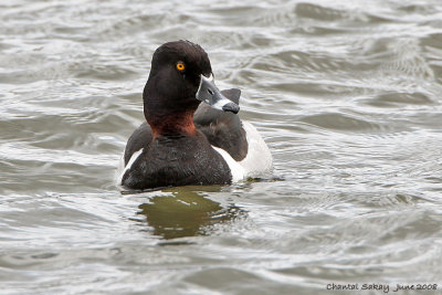 Ring-necked Duck