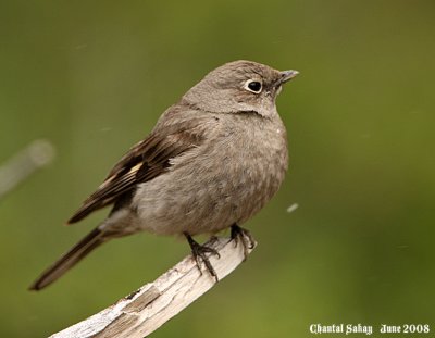 Townsend's Solitaire