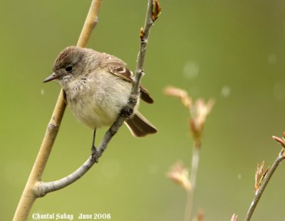 Western Wood-Pewee 