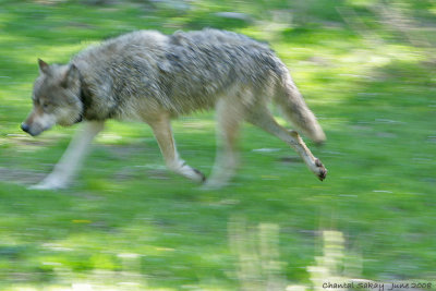 Wolf in Motion