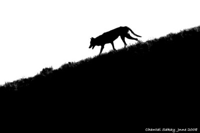 Wolf in Silhouette