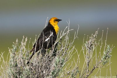 Yellow-headed Blackbird