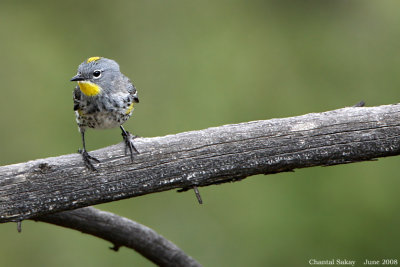 Yellow-rumped Warbler