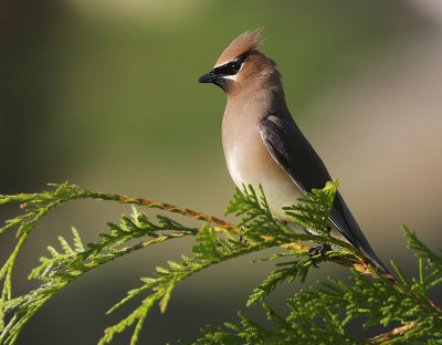 Cedar Waxwing(Bombycilla cedrorum)
