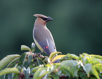 Cedar Waxwing(Bombycilla cedrorum)
