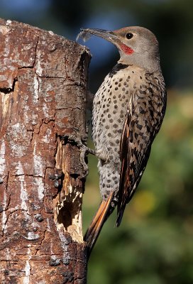Red-shafted Northern Flicker (Colaptes auratus)