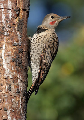 Red-shafted Northern Flicker (Colaptes auratus)