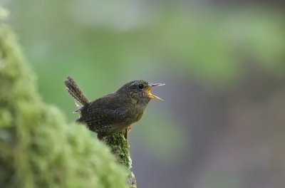 winter_wren