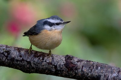 redbreastednuthatch2rt.jpg