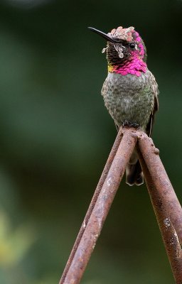 annashummingbird1.jpg