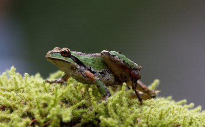 pacifictreefrogHyla regilla3.jpg