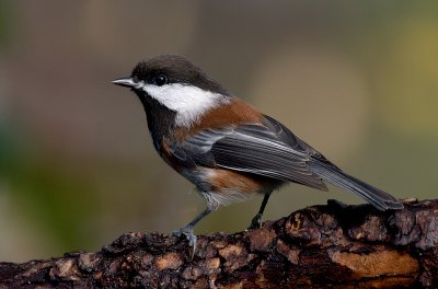 Chestnut Backed Chickadee(Poecile rufescens)