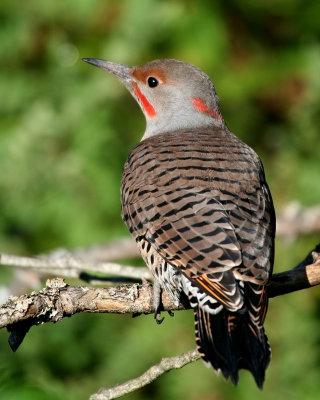 Northern Flicker (Colaptes auratus)Red Shafted Intergrade