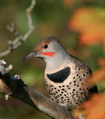 Northern Flicker (Colaptes auratus)Red Shafted Intergrade