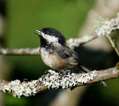 Black Capped Chickadee(Poecile atricapilla)
