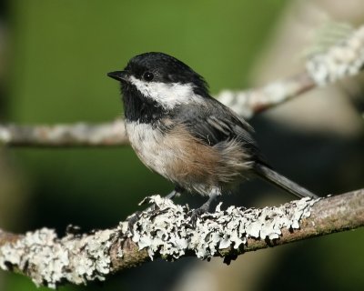 Black Capped Chickadee(Poecile atricapilla)