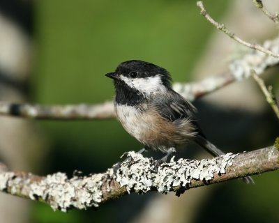 Black Capped Chickadee(Poecile atricapilla)