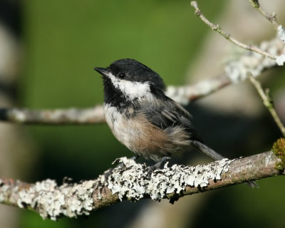 Black Capped Chickadee(Poecile atricapilla)