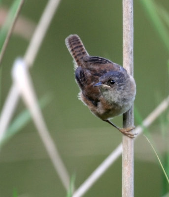 Marsh Wren(Cistothorus palustris)