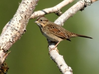 Lincolns Sparrow (Melospiza lincolnii)