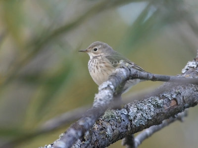 american_pipit