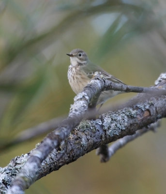 american_pipit