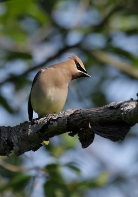 Cedar Waxwing(Bombycilla cedrorum)