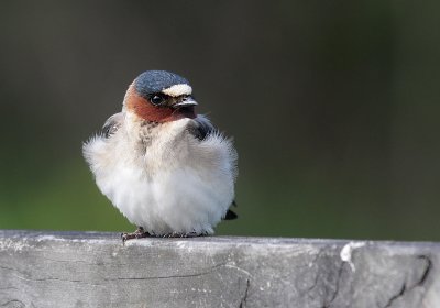 Cliff Swallow (Petrochelidon pyrrhonota)