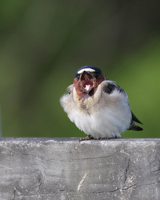 Larks and Swallows