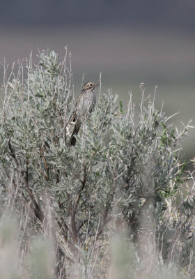 Brewer's Sparrow (Spizella breweri )